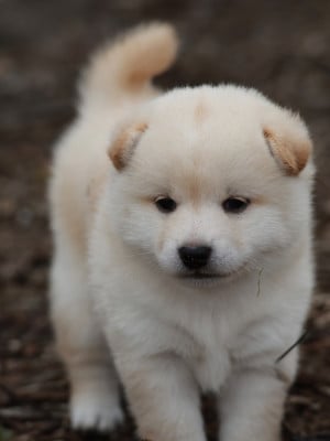 Les chiots de Shiba