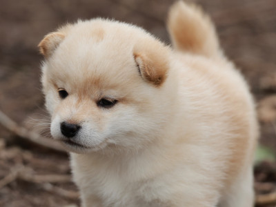 Les chiots de Shiba