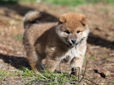 Les chiots de Shiba