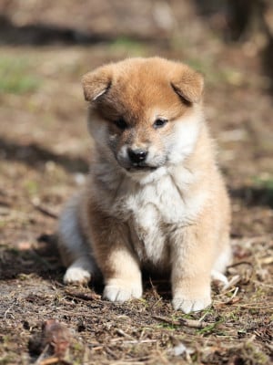 Les chiots de Shiba
