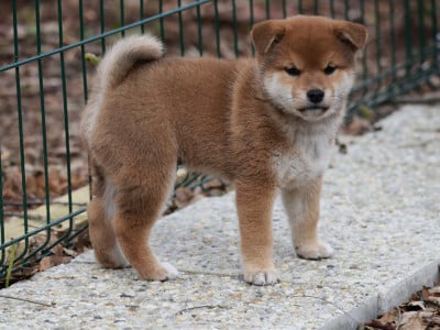 Les chiots de Shiba
