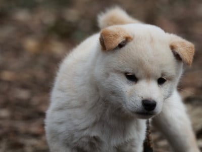 Les chiots de Shiba
