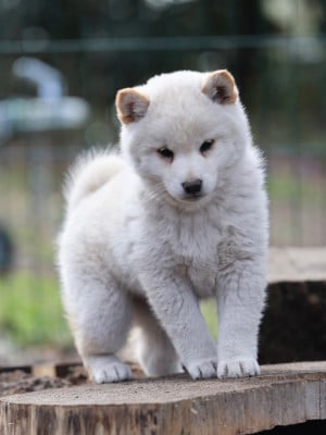 Femelle Blanche - Shiba