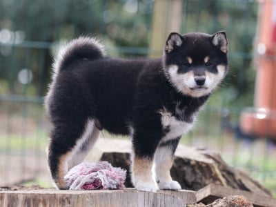 Les chiots de Shiba