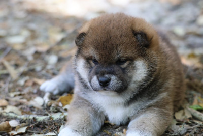 Shiba