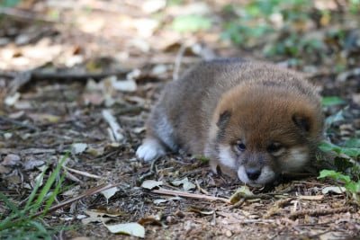Les chiots de Shiba