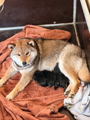 Les chiots de Shiba