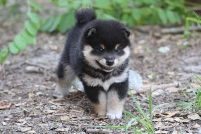 Les chiots de Shiba