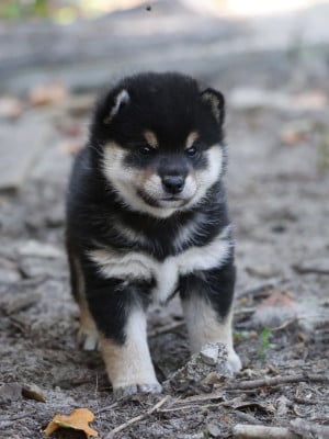 Les chiots de Shiba
