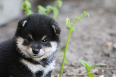 Les chiots de Shiba