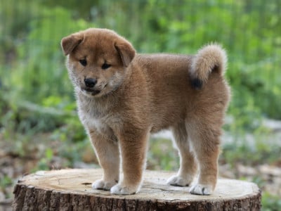 Les chiots de Shiba