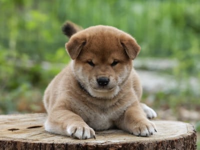 Les chiots de Shiba