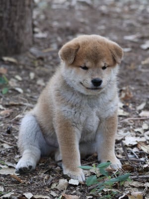 Les chiots de Shiba