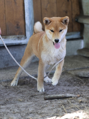 Les chiots de Shiba