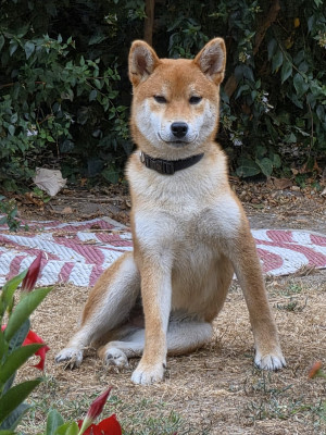 Les chiots de Shiba
