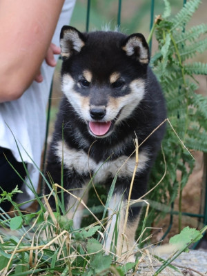 Les chiots de Shiba