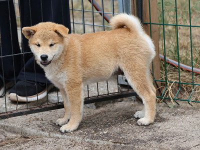 Les chiots de Shiba