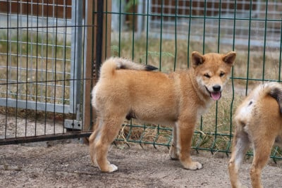 Les chiots de Shiba