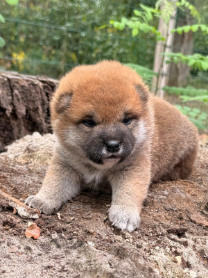 Femelle Jaune - Shiba
