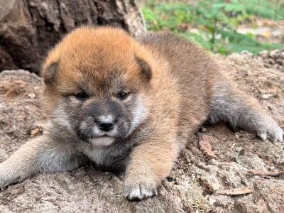 Femelle Rouge - Shiba