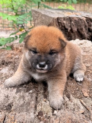 Mâle Orange - Shiba