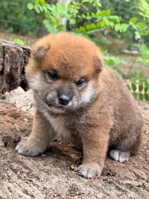 Mâle Vert - Shiba