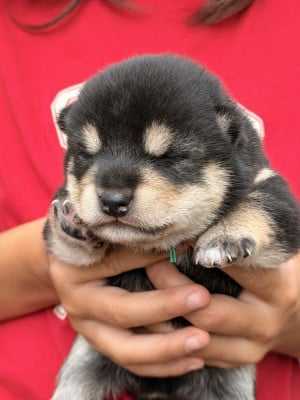 Les chiots de Shiba