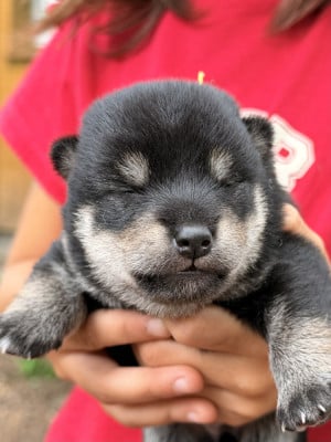 Les chiots de Shiba