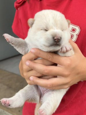 Les chiots de Shiba