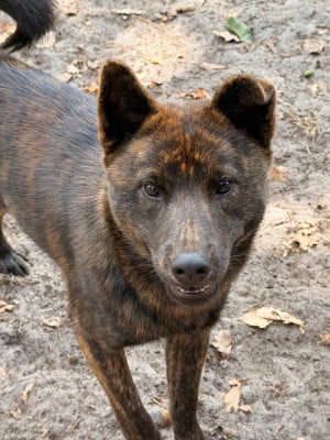Les chiots de Kai