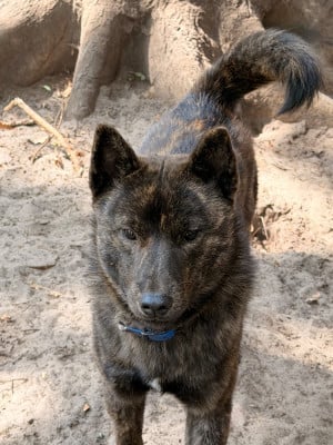 Les chiots de Kai