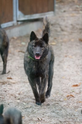 Les chiots de Kai
