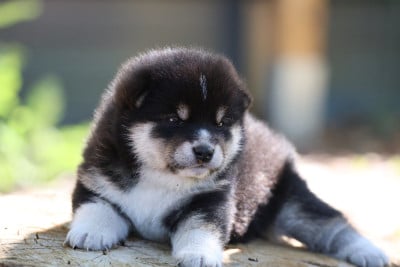 Les chiots de Shiba