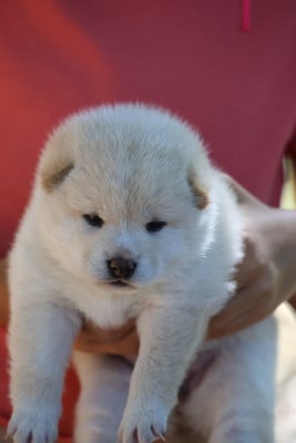 Les chiots de Shiba