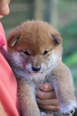 Les chiots de Shiba
