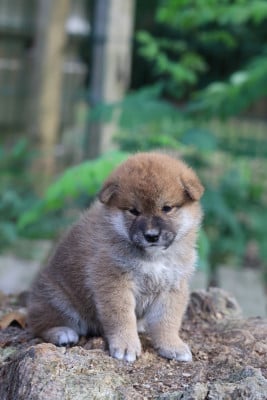 Les chiots de Shiba