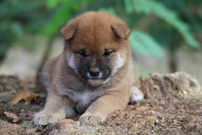 Les chiots de Shiba