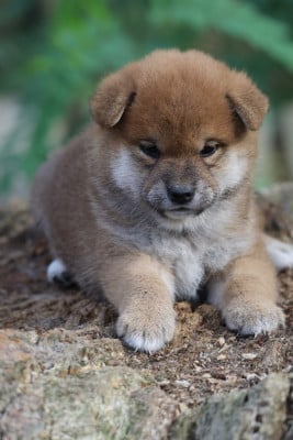 Les chiots de Shiba