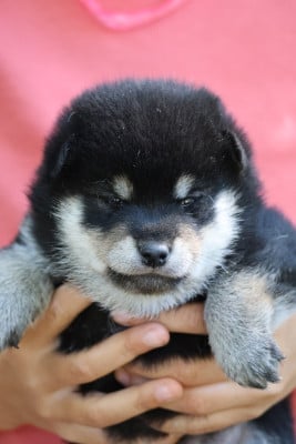 Les chiots de Shiba