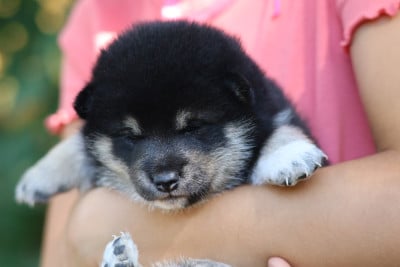 Les chiots de Shiba