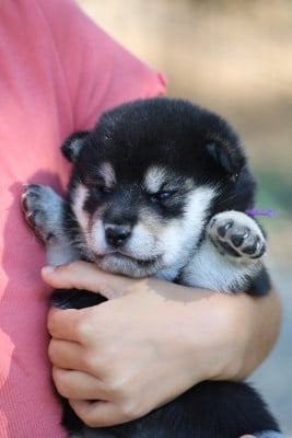 Les chiots de Shiba