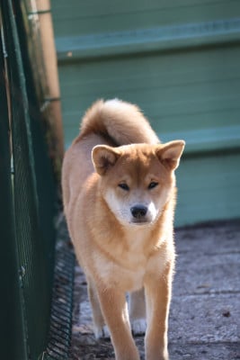 Les chiots de Shiba