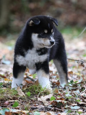 Les chiots de Shiba