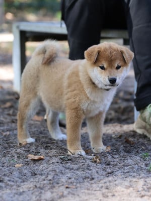 Les chiots de Shiba