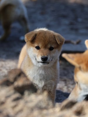 Les chiots de Shiba