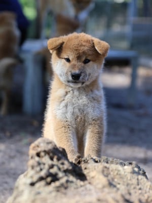 Les chiots de Shiba