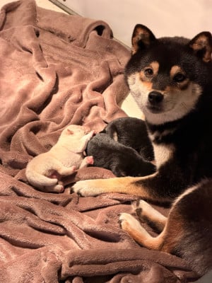 Shiba
