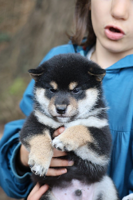 Les chiots de Shiba