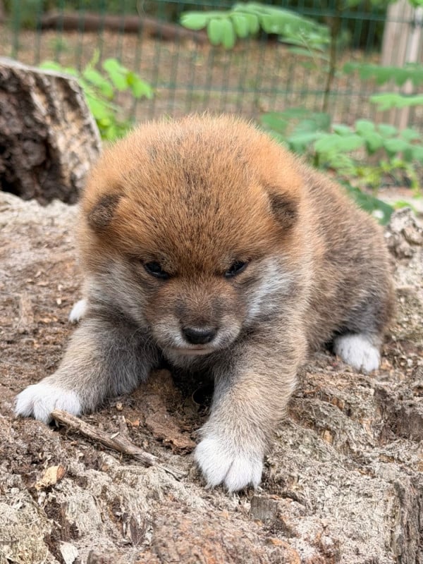 Shiba - Nippon'ai