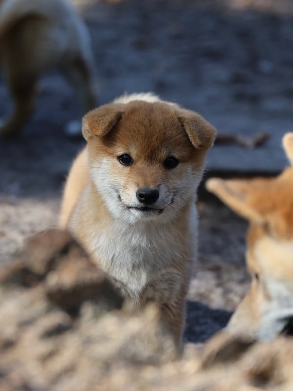 Shiba - Nippon'ai